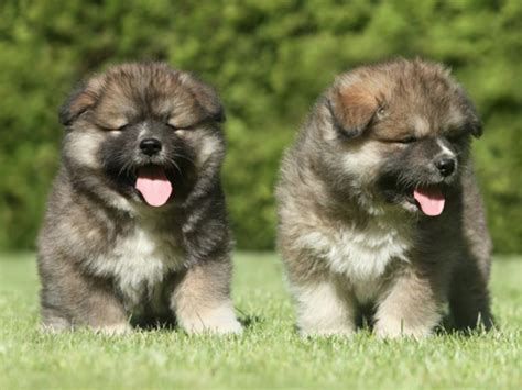 Russian 'Bear-Hunting' Dogs Immigrate To U.S. | Caucasian shepherd dog ...