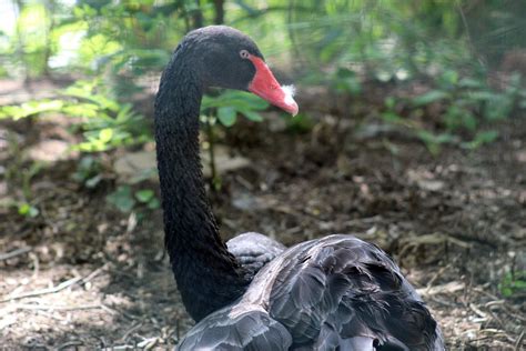 Bird Black Swan Ornithology - Free photo on Pixabay