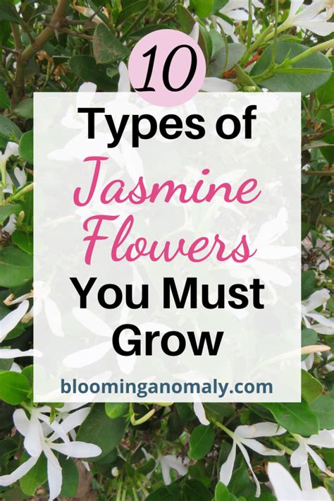 10 Types of Jasmine Flowers You Must Grow - Blooming Anomaly