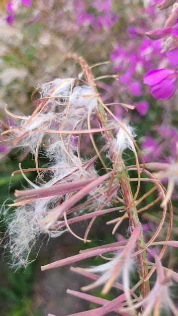 Harvesting and Storing Seeds - Fireweed (Chamaenerion angustifolium ...