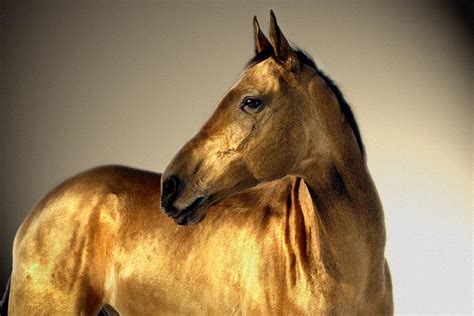 portrait in gold by Dan65, via Flickr | Akhal teke horses, Horses, Akhal teke