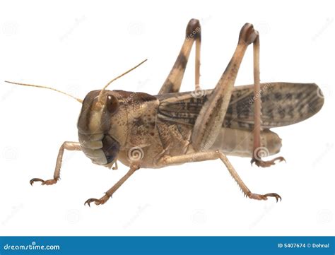 Migratory Locust - (Locusta Migratoria) Stock Photo - Image: 5407674