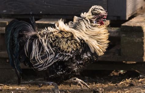 Frizzle Chicken Breed Profile - Farmhouse Guide