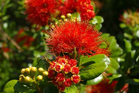 Native Plants A-D | Piha | Piha Beach | Piha New Zealand