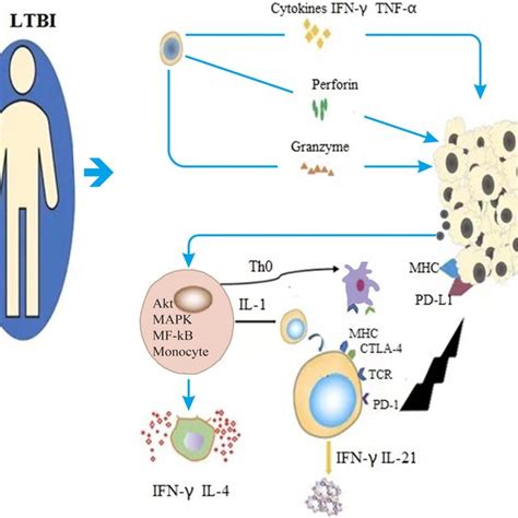 Monocytes in the immune system rapidly differentiate into various types ...