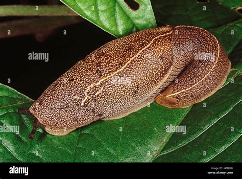 Snail without shell hi-res stock photography and images - Alamy