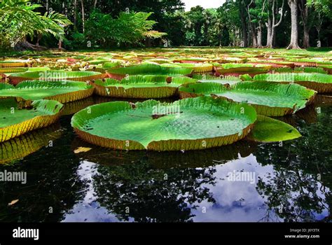 victoria regia water lily Stock Photo - Alamy