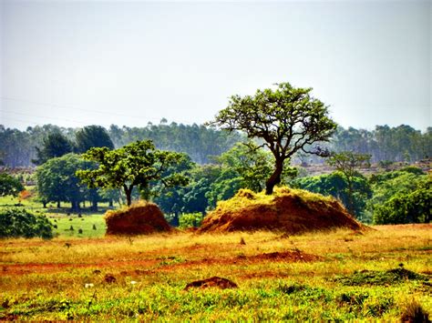 Free Images : landscape, tree, nature, grass, wilderness, field, meadow, prairie, leaf, hill ...