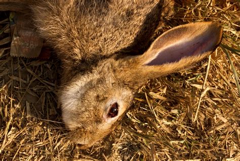 Rabbit Hunting Tips: How to Hunt Rabbits (Expert Advices)