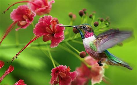 Vibrant Hummingbird HD Wallpaper