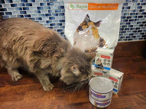 Rayne Nutrition Cat Food Review - Cats.com