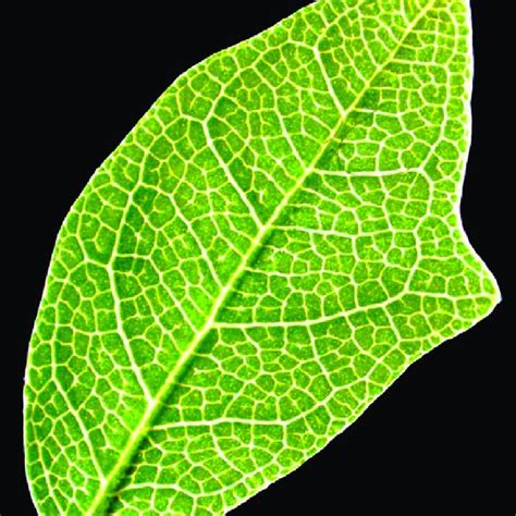 Morphometric analysis of Boquila trifoliolata leaves. Black bars ...