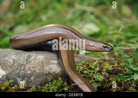 Female slow worm, Cumbria, UK (Anguis Fragilis Stock Photo - Alamy