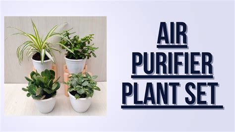 Air Purifier Plant Set - YouTube