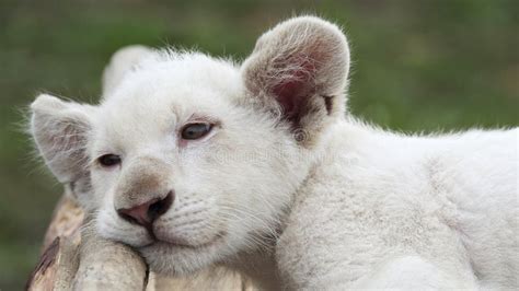 Albino lion cub stock image. Image of offspring, reserve - 94755785