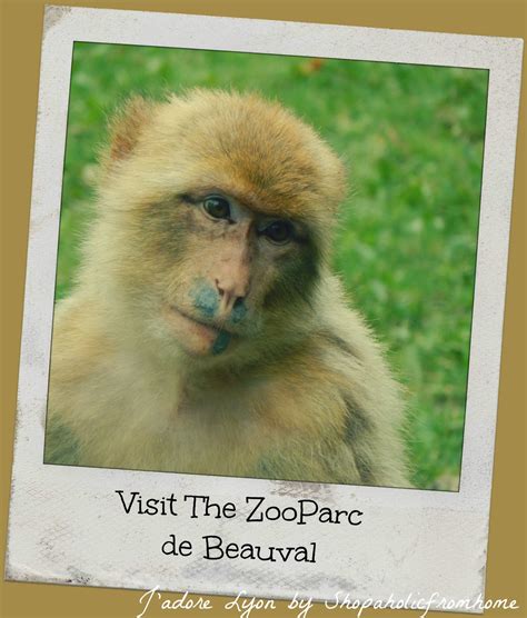 Why the Beauval Zoo is the Best? - jadorelyon