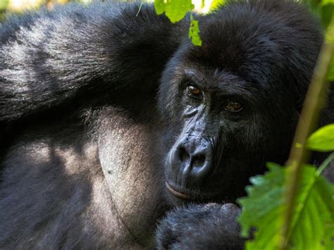 DRC: Conserving community forests for the Grauer's gorilla | ICFC