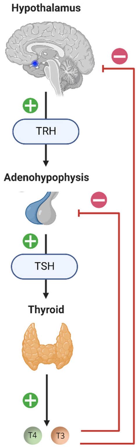 Diagram of the hypothalamic-pituitary-thyroid (HPT) axis. The neurons ...