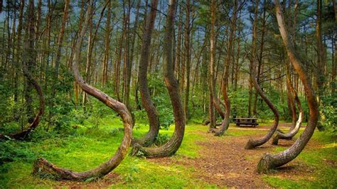 El bosque Hoia-Baciu, el triángulo de las Bermudas de Transilvania ...