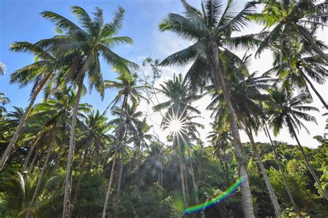 Coconut Tree Rainforest