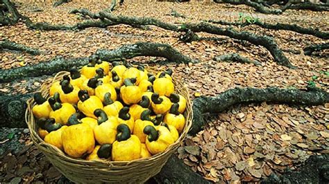 How Cashew Nut Farming and Processing - Cashew Cultivation Asian ...