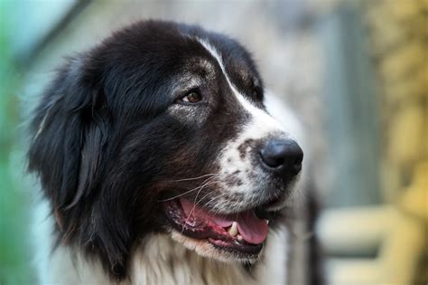 Bukovina Shepherd, the Romanian Household and Livestock Protector - 3 ...