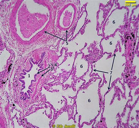 BIO202-Respiratory System Histology