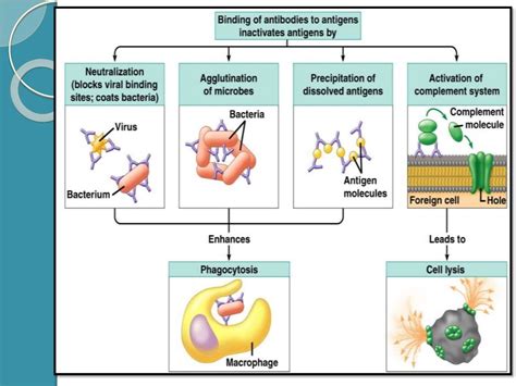 Antigen-Antibody Reactions