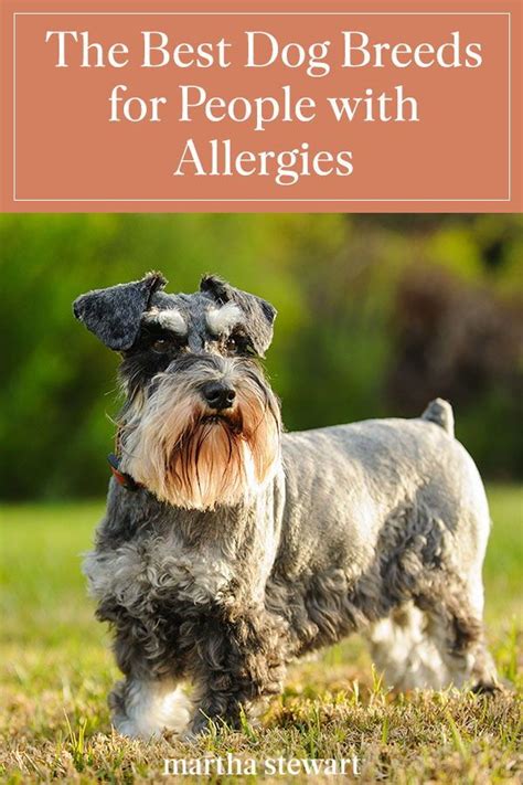 The Best Dog Breeds for People with Allergies in 2020 | Dog breeds ...