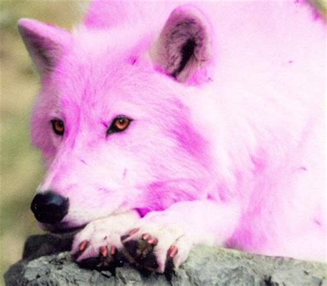 pink wolf by kassieskatergirl98 on DeviantArt