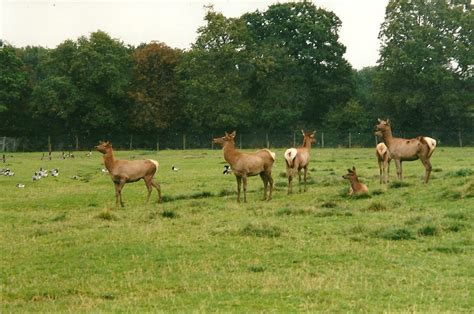 Wapiti herd, 14th October 2000 - ZooChat