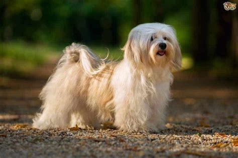 Interesting and Surprising Facts About Havanese Dogs - Our Dog Breeds