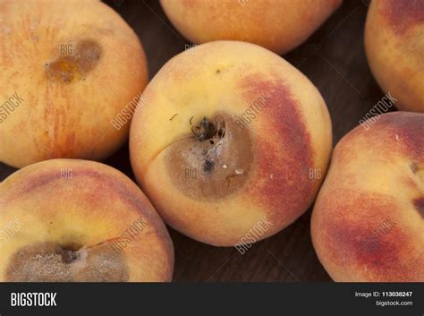 Peach Scab - Close Image & Photo (Free Trial) | Bigstock