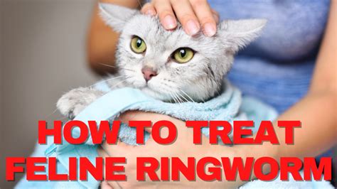 How To Treat Feline Ringworm Fast