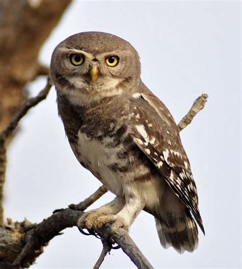 Forest Owlet | Obsession | Pinterest