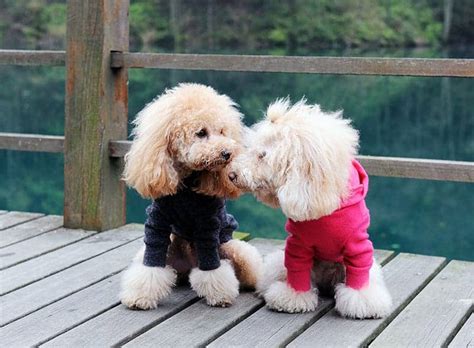 250+ Poodle Names - Cute, Classy & More! - My Dog's Name