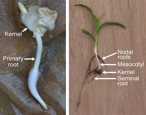 Maize morphology and anatomy | Earth@Home: Evolution