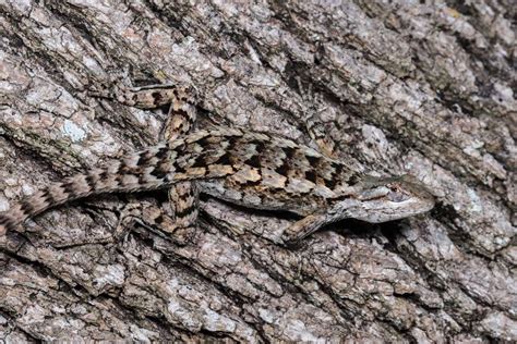 45 Texas Lizards That Are Native to the Lone Star State