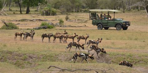 Nyerere National Park, Weather & Wildlife in Nyerere National Park