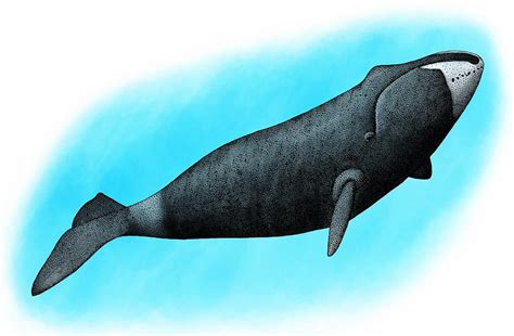 Bowhead Whale Painting by Roger Hall - Fine Art America