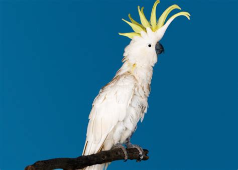 Top 5 Exotic Pet Birds | Superpages