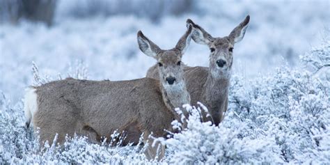 Winter Wildlife in Yellowstone National Park