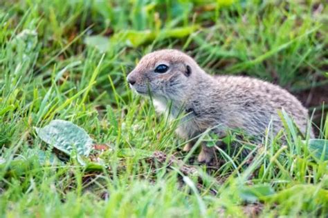 Gopher Pest Control - 3 Easy Pest Control Methods