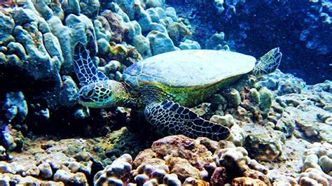 Turtle Bay Snorkeling | North Shore, Oahu