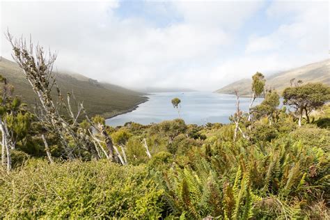 Campbell Island – the southernmost island of the New Zealand sub Antarctic Islands