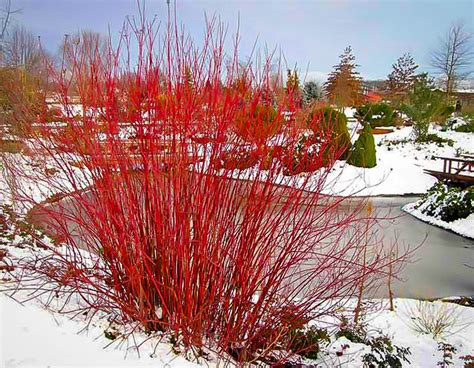 Arctic Fire Red Twig Dogwood Shrubs For Sale | The Tree Center™