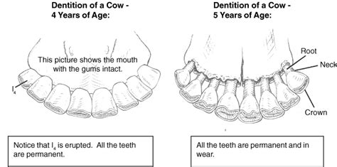 Cow Teeth Anatomy - All About Cow Photos