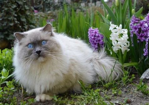 How Big Do Ragdoll Cats Get (With Comparison Infographic) - Catster