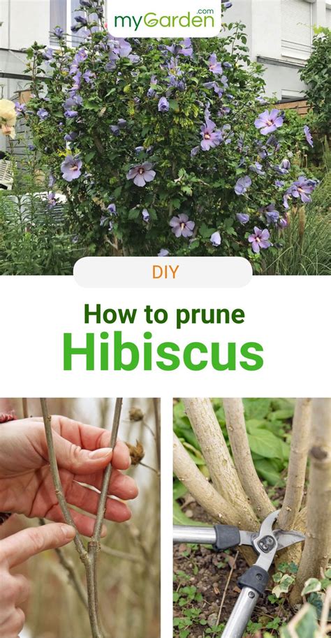 Pruning Hibiscus | Hibiscus plant, Hibiscus tree, Hardy hibiscus