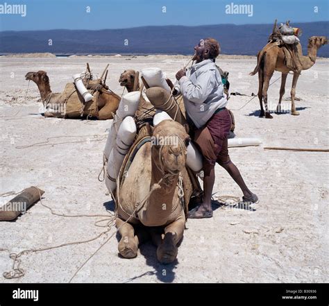 Djibouti, Lake Assal. A Somali of the Issa clan loads his camels with ...